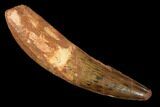 Real Spinosaurus Tooth - Partial Root #159342-1